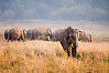 Male In Front Of Herd