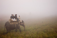 Safari In Fog