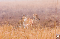 Spotted Deer In The Grass