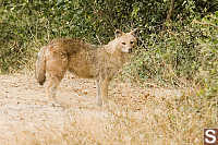 Jackal At Side Of Road