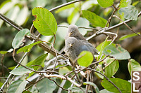 Two Birds In Tree