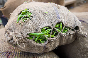 Bag Of Peas Full To Bursting