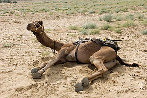 Camel Resting