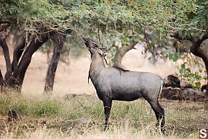 Blue Bull Eating Leaves