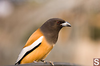 Rufous Treepie looking for hand outs