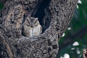 Owl Sleeping