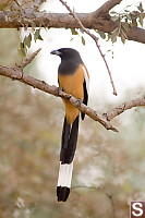 Perched Orange Body Bird