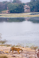 Tiger In Front Of Fort