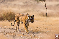Tiger Walking Closer