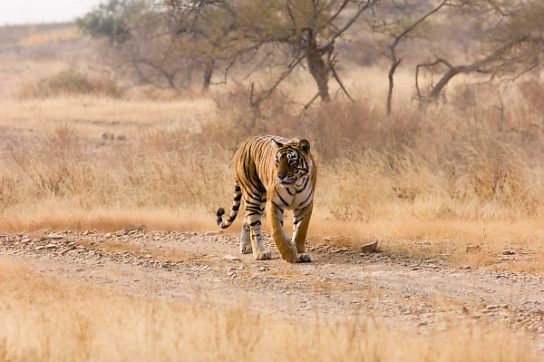 Tiger Walking Down Road