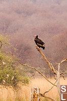 Vulture