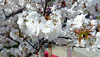 Apple Blossoms