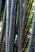 Stand Of Bamboo