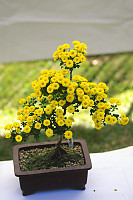 Bonsai Chrysanthemum
