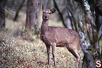 Deer In Forest