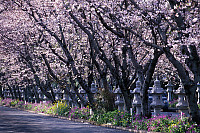 Row Of Sakura