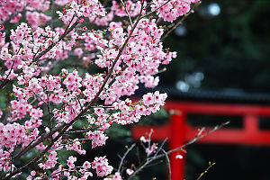 Sakura With Torii