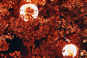 Lanterns In Sakura