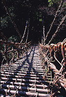 Vine Bridge