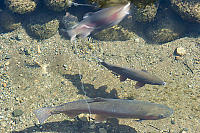 Rainbow Trout In Stream