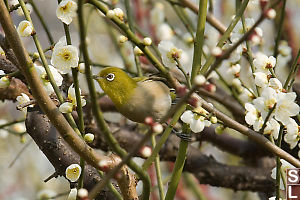 Japanese White Eye With Blossoms