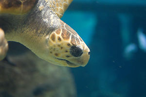 Loggerhead Sea Turtle