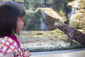 Nara With Japanese Salamander