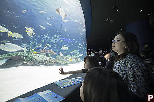 Looking In Big Tank