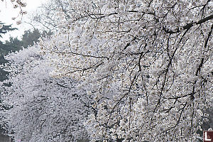 Lots Of White Cherry Blossoms