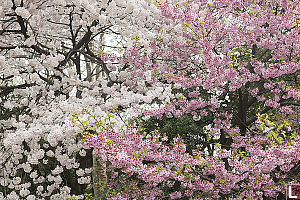 Pink And White Flowers