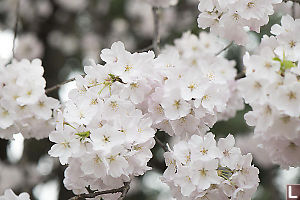 White Flowers Close