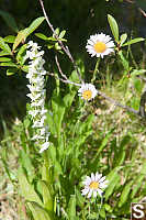 Bog Orchid