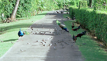 Birds on Path