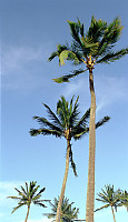 Palms Trees