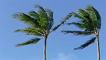 Palms in the Wind