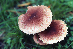 Mushrooms Growing In Grass