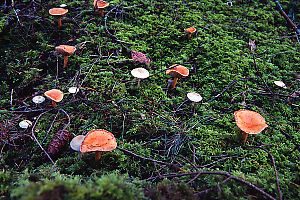 Mushrooms Growing In Moss