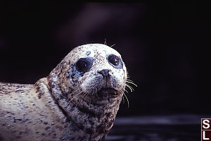 Just the Head of a Seal