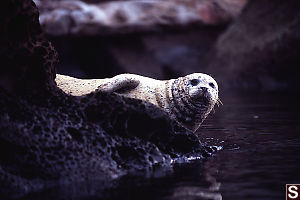 Seal Looking Around Corner