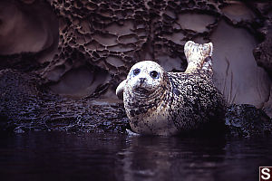 Seal On Eroded Rock