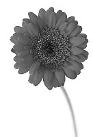 Gerbera