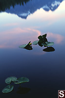 Yellow Pond-Lily - Nuphar polysepalum - On Lake
