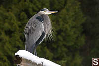 Great Blue Heron On Rail