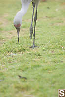 Inspecting The Grass