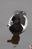 Ring Necked Duck