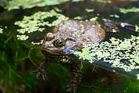 Bullfrog Floating In Tank