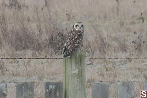 Short Eared Owl