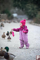 Claira Trying Give A Rock To Ducks