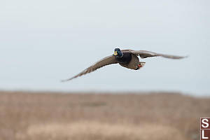 Mallard Flying In