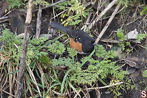 Spotted Towhee Eating Worms